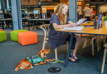 assistance animals at work